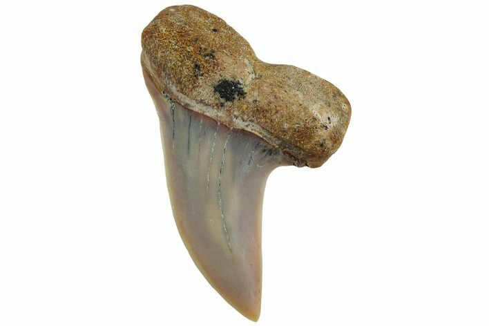 Fossil Shark Tooth (Carcharodon planus) - Bakersfield, CA #228934